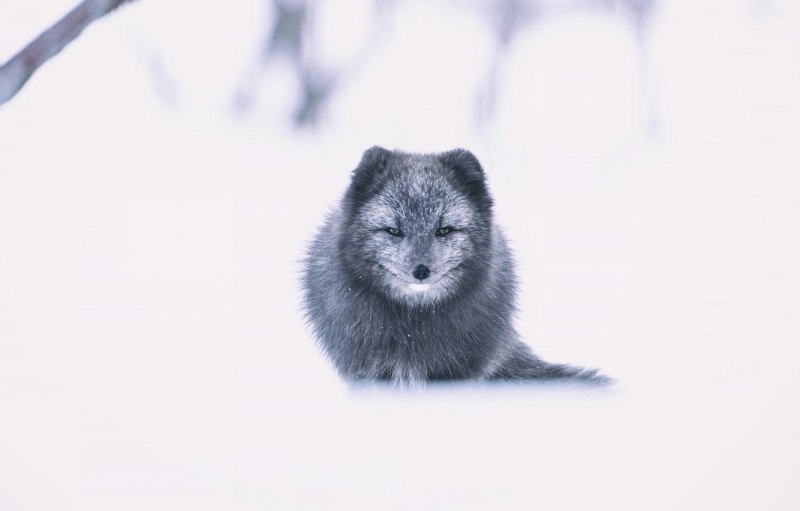 Песец гетерохромия