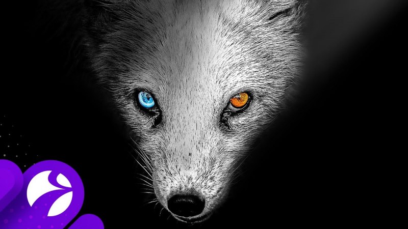 Песец зимой