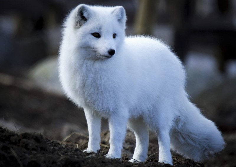 Песец и волк