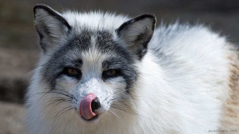 Полярная лиса