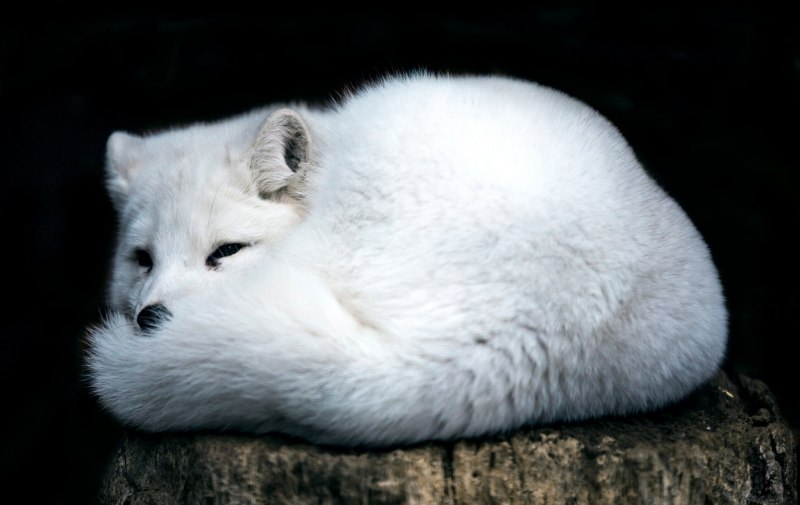 Песец Полярная лиса