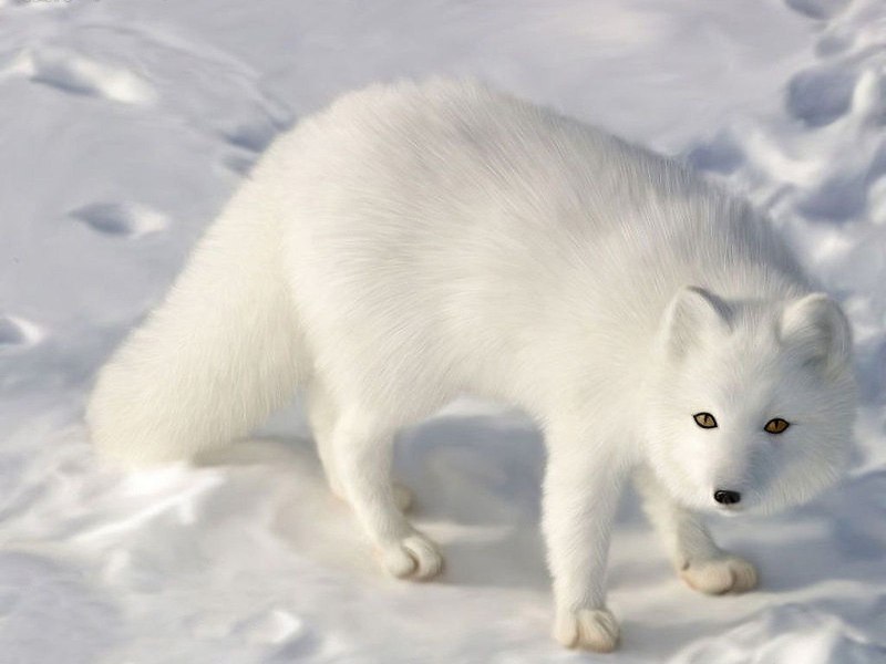 Хвост песца