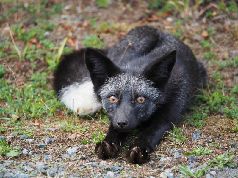 Песец на дереве