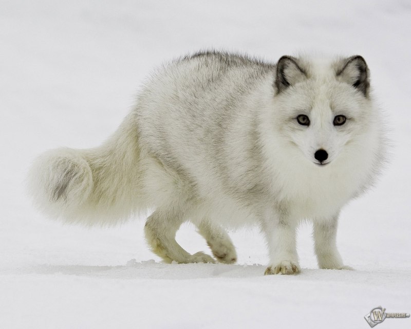 Песец логотип