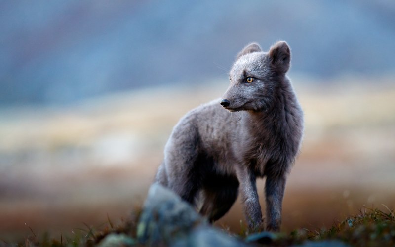 Песец обыкновенный