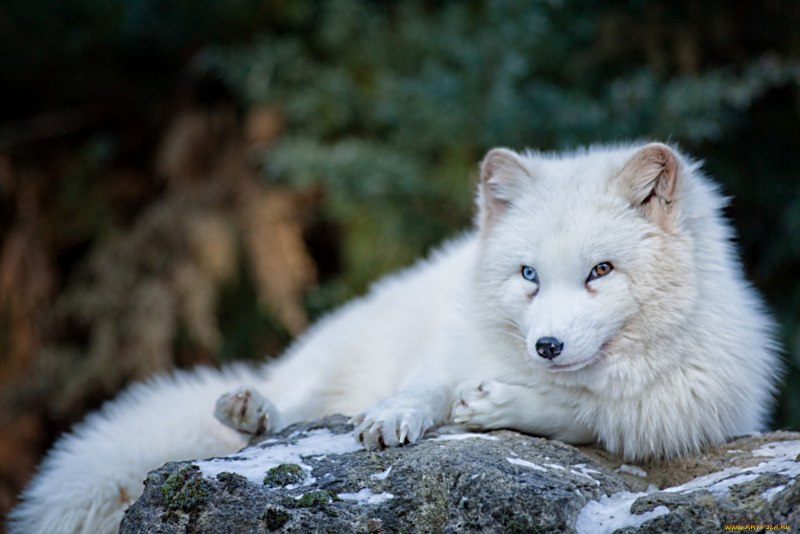 Арктическая мраморная лиса