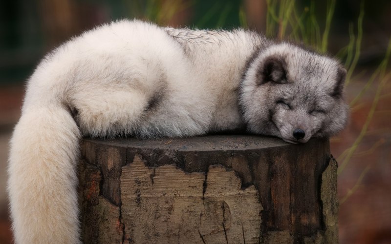 Песец и волк