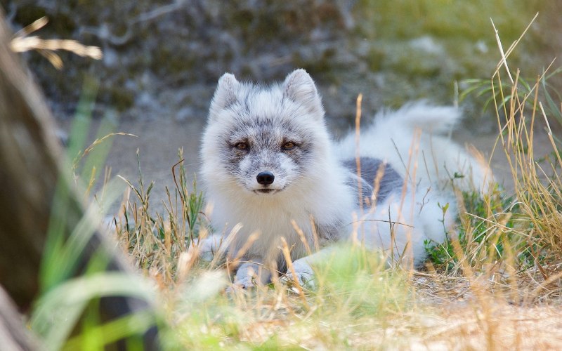 Песцы на Ямале