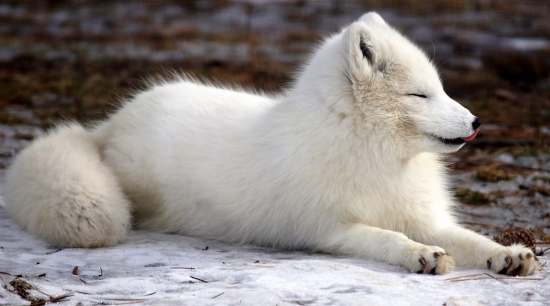 Песец хищник