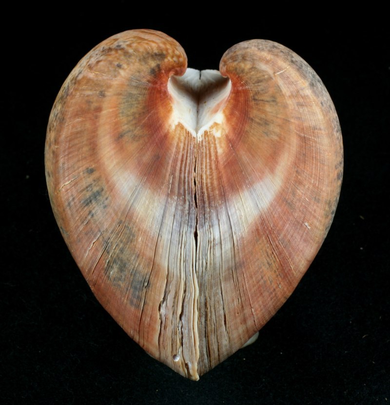 Морской гребешок моллюск