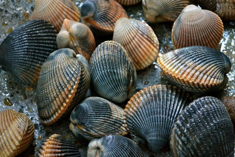 Двустворчатые моллюски дальневосточных морей