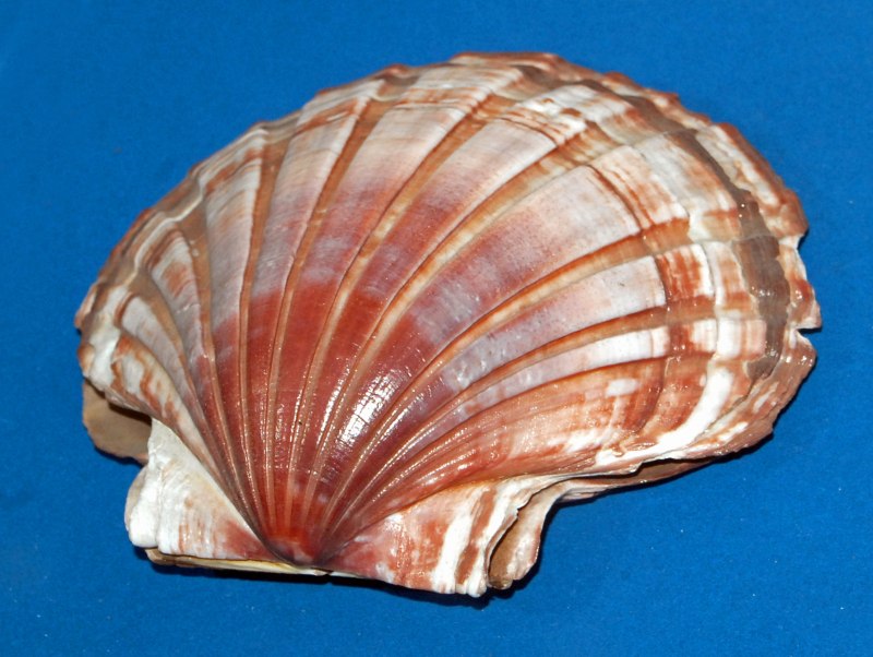 Перламутр Ракушка