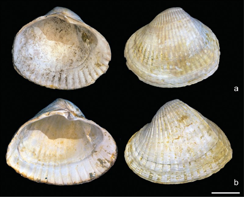 Двустворчатый моллюск Венерка