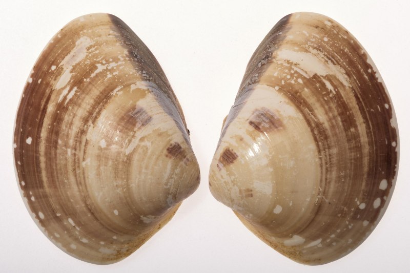 Беззубка обыкновенная (Anodonta cygnea)