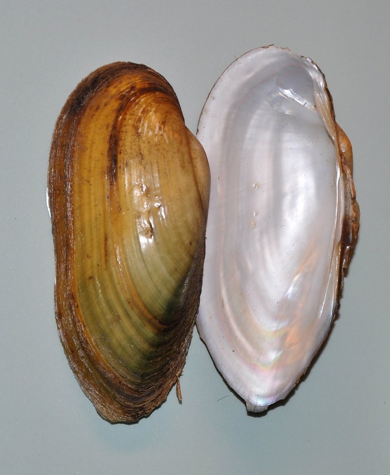 Речная раковина перловица