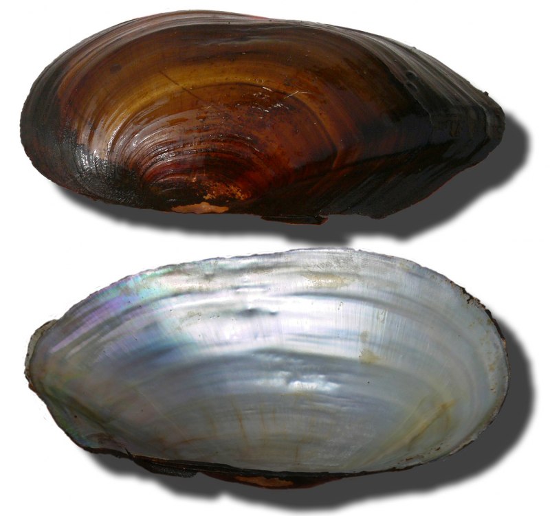 Беззубка и перловица моллюск