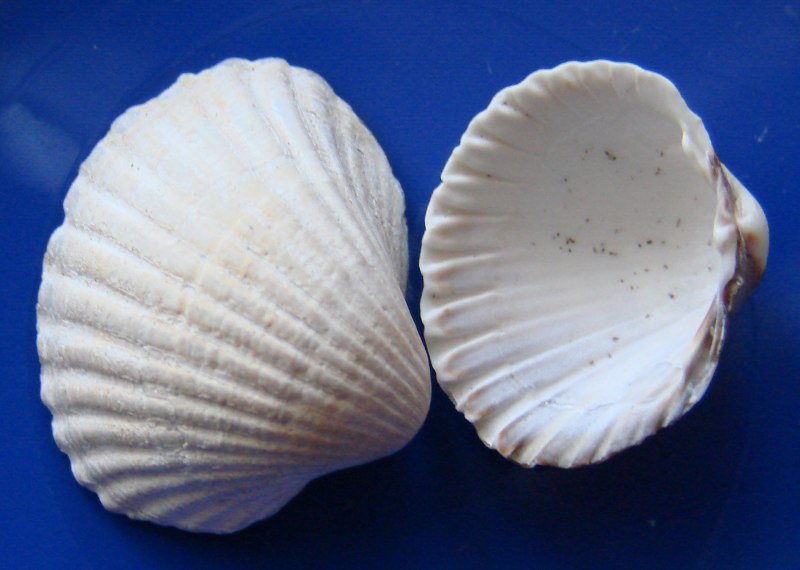 Гребешок Черноморский черного моря