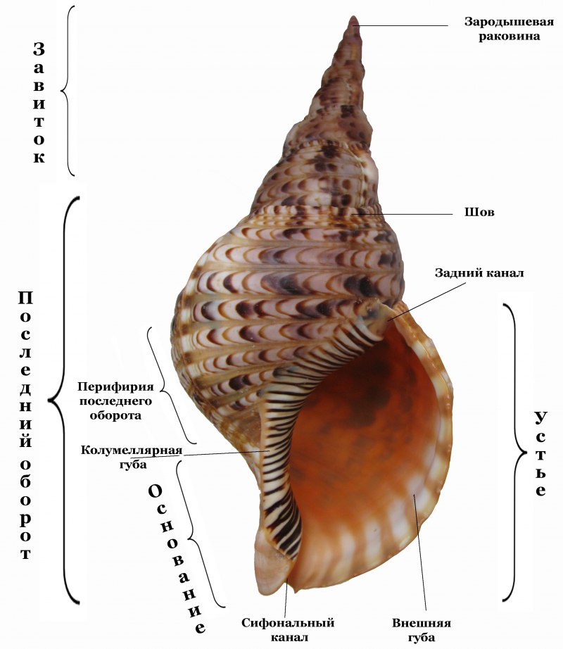 Двустворчатые ракушки беззубки