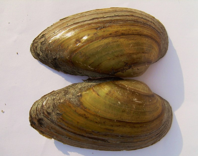 Пластинчатожаберные моллюски