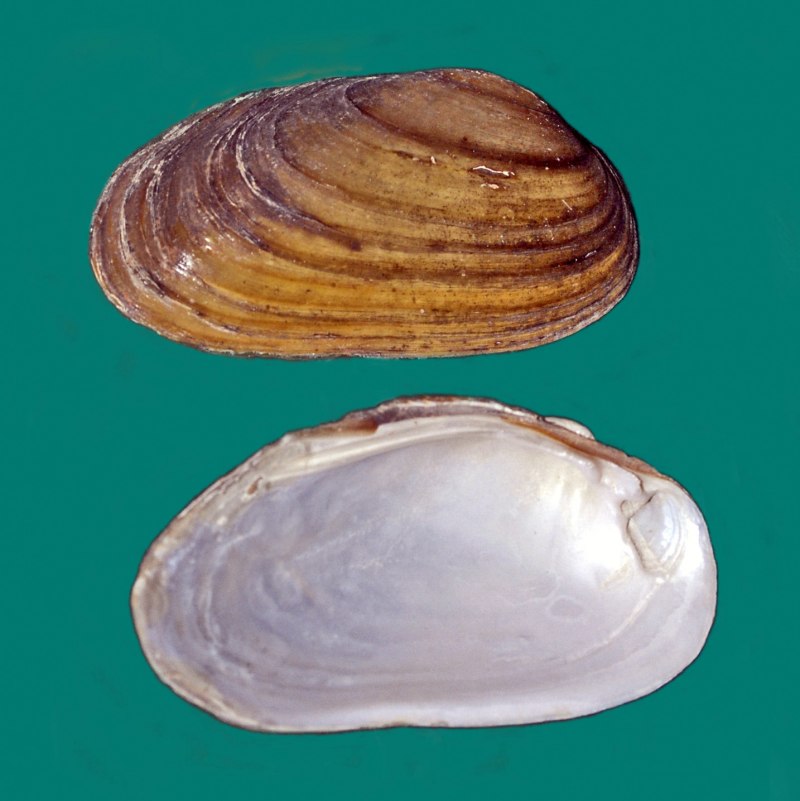 Строение раковины брюхоногих моллюсков