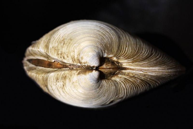 Двустворчатые моллюски палеонтология