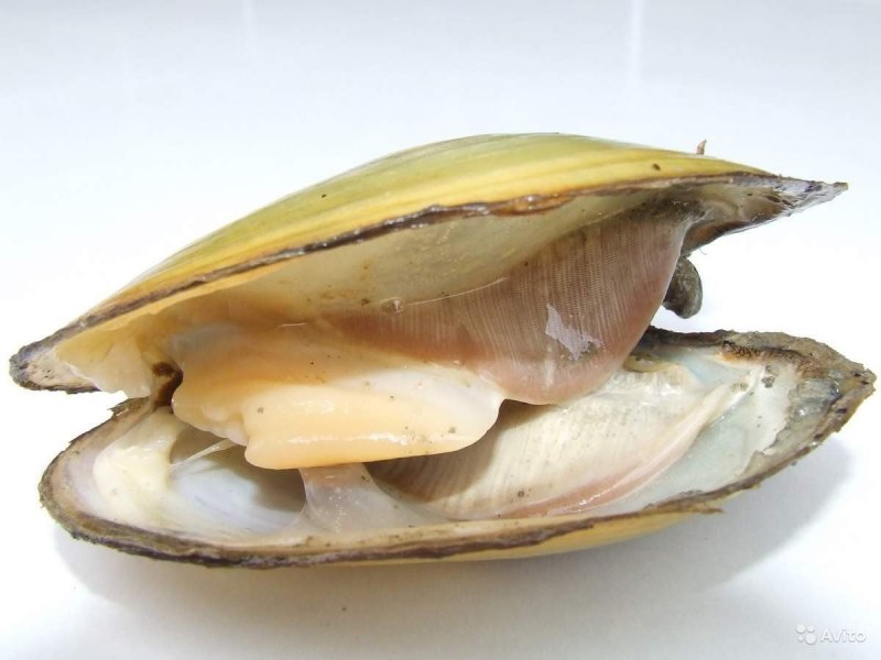 Беззубка обыкновенная (Anodonta cygnea)