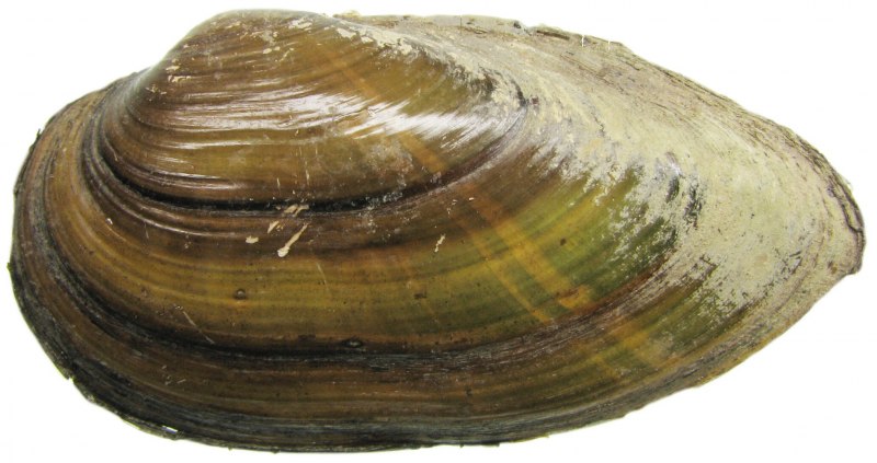 Двустворчатые моллюски морской гребешок