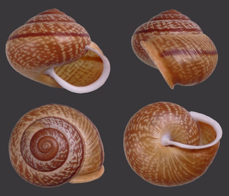 Перловица (Unio)