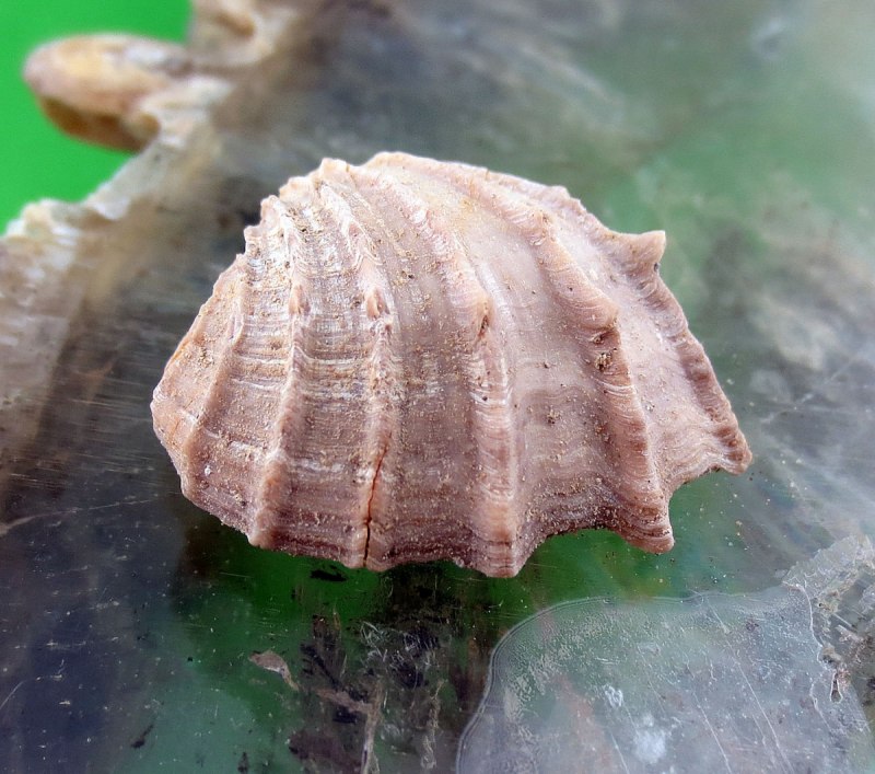 Двустворчатые моллюски беззубка