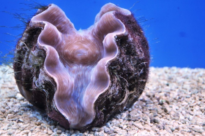 Двустворчатые моллюски тридакна