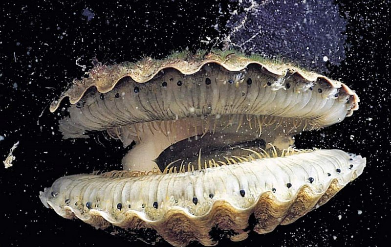 Двустворчатые моллюски Bivalvia