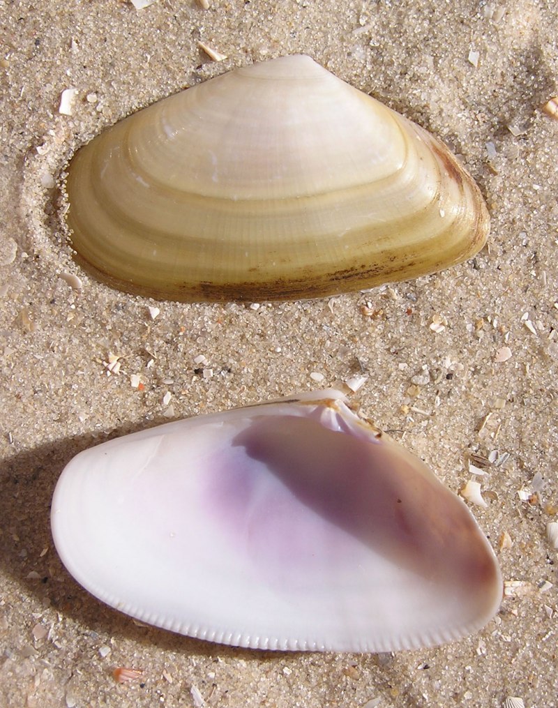 Донакс Черноморский