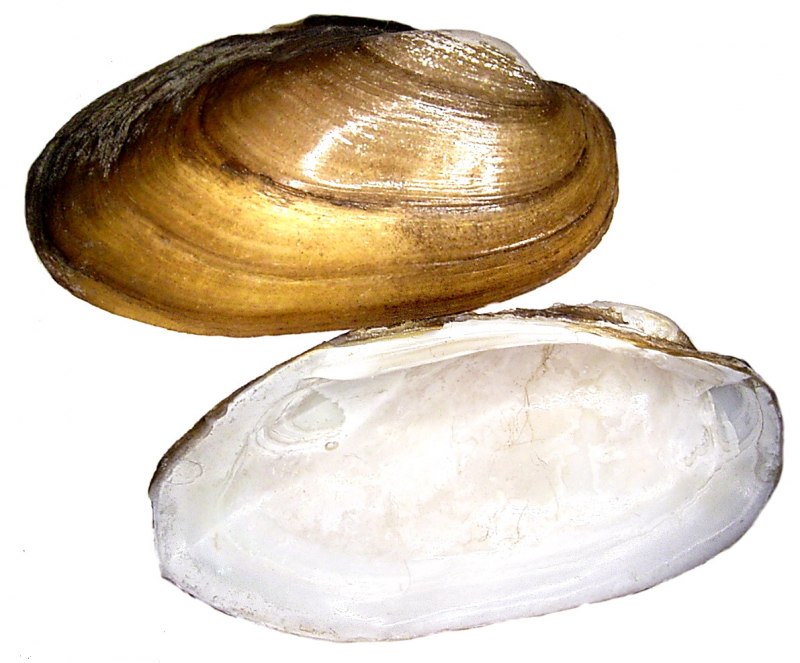 Перламутр в беззубках