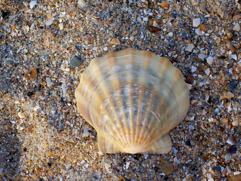 Двустворчатые моллюски моллюски морские