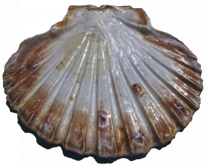 Песчаная Ракушка Мия