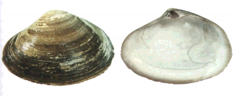 Моллюск Pecten двустворчатый