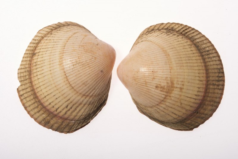 Сердцевидка моллюск