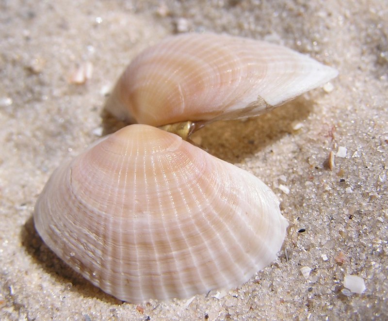 Сердцевидка Калифорнийская