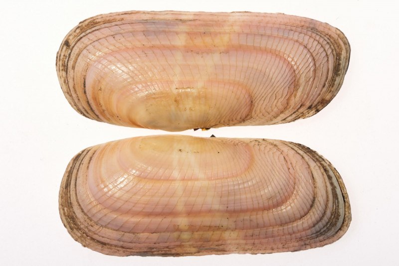 Форма раковины брюхоногого моллюска