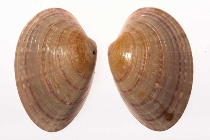 Ракушка двустворчатых моллюсков