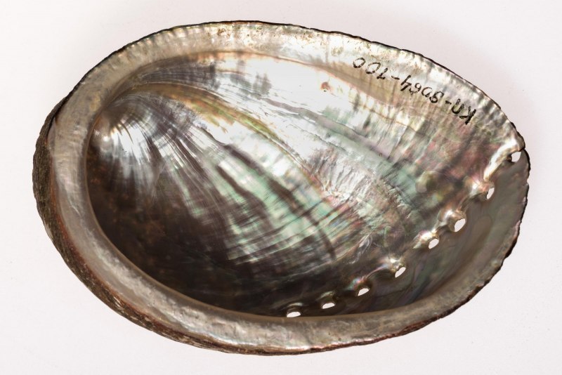 Двустворчатые моллюски мидии устрицы морской гребешок