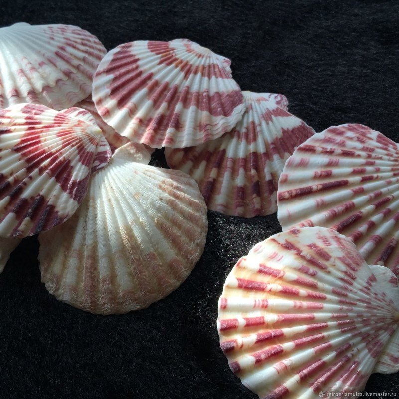 Сердцевидка моллюск