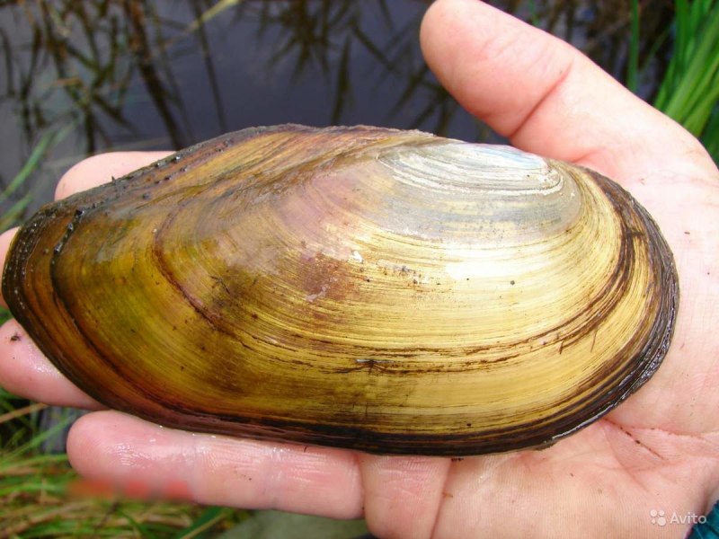 Разнозубые двустворчатые моллюски