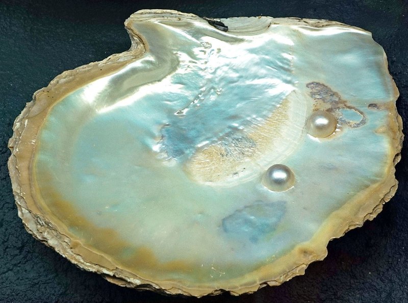 Перловица обыкновенная и беззубка