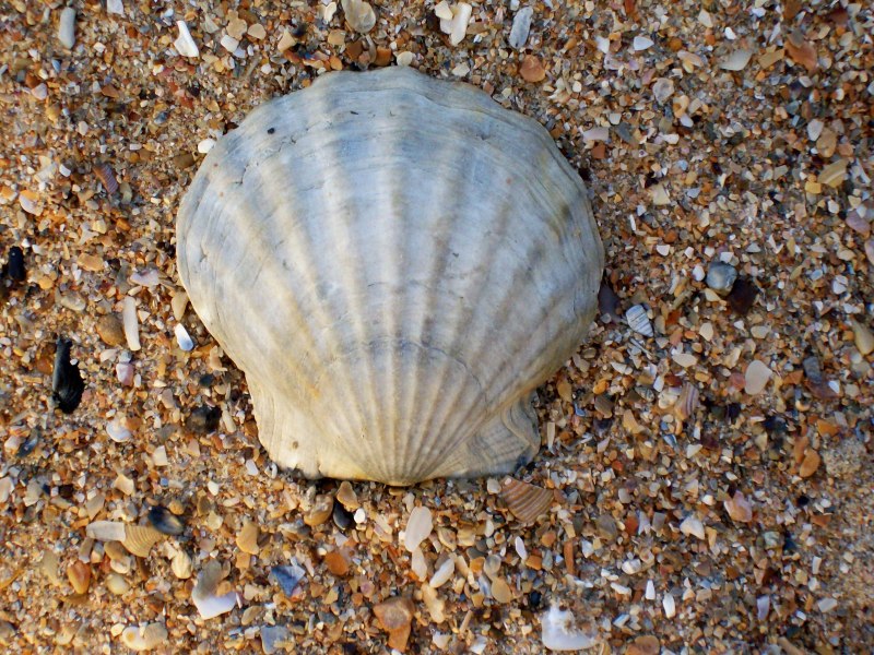 Перловица обыкновенная