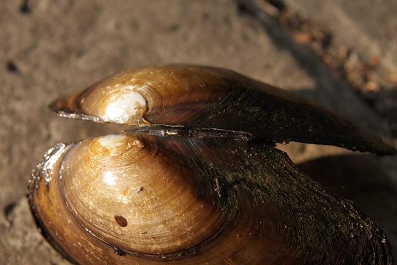 Двустворчатый моллюск лигамент