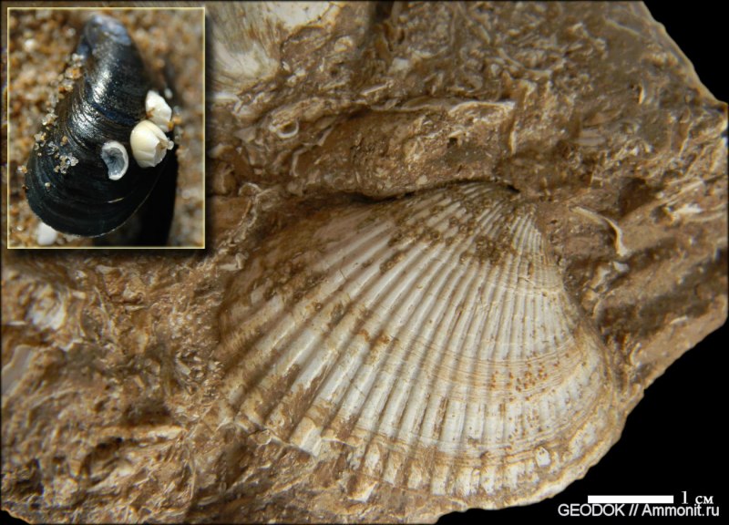 Двустворчатые моллюски перловица