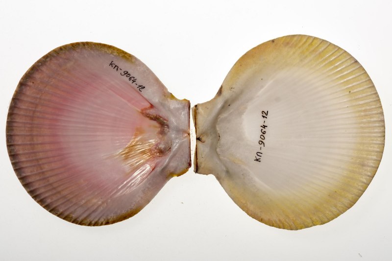 Сердцевидка моллюск