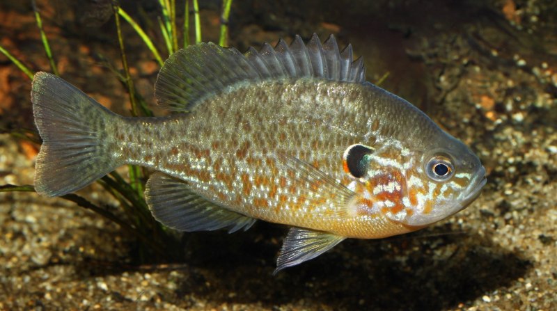 Калифорнийский Солнечный окунь