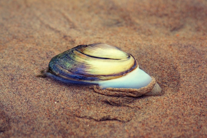 Речной моллюск беззубка